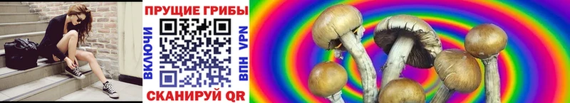 Галлюциногенные грибы GOLDEN TEACHER  Купить закладки  Гвардейск 